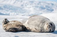 Planet im Wandel – Ein Weddellrobbenweibchen liegt mit seinem Jungen auf dem Eis.