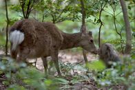 Wildes Japan - Land der tausend Inseln – Sikahirsch und Makaken interagieren. Yakushima