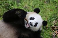 Panda, Gorilla & Co. – Alle sind im Panda-Fieber: Zoodirektor, Tierpfleger, Berliner, Touristen und Zoobesucher. Alle freuen sich gleichermaßen auf die Ankunft der knopfäugigen kuschligen Pandabären aus China. Das neue Panda-Paar zieht von Chengdu nach Berlin um. Der Zoo glich in den letzten Monaten eine Großbaustelle, denn eine neue Anlage mit einer eigens eingerichteten Quarantänestation wurde für die Pandas gebaut. - Jiao Qing.