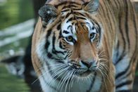 Nashorn, Zebra & Co. – Tiger.