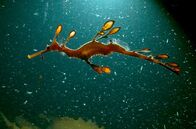 Tasmaniens wundersame Tierwelt – Der Seedrache ist ausschließlich in den Seegraswiesen der südaustralischen Küste zu finden, wo er wie ein Stück Tang in der Strömung treibt.