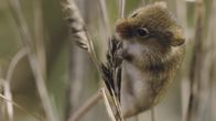 Wildes Überleben – Die fünf Gramm leichte Zwergmaus baut ihr Nest aus Grashalmen.