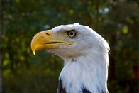 Wilde Inseln – Als Wappentier der USA ist der Weißkopfseeadler der wohl bekannteste Vogel Nordamerikas.