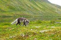 Wilde Tierbabys – Fela ist der einzige Junge mit weißem Fell in seinem Wurf