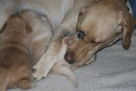 Die Evolution der Hunde – Sa, 10.10., 22:30 Uhr
