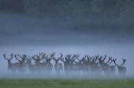 Das geheime Leben der Rothirsche – Rothirsch (Cervus elaphus), Männchen-Rudel mit Bastgeweihen