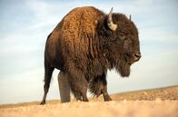 Tierische (R)Evolution – Um die 60 Millionen Bisons gab es in der amerikanischen Prärie einmal. Bis europäische Siedler kamen und sie nahezu ausrotteten.