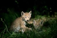 Wilde Tierkinder – Spielende Luchskinder werden im Familienverbund großgezogen, dort wird dann das Leben der Erwachsenen geprobt.