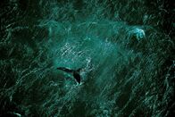 Planet Ocean – Schwanzflosse eines Wals