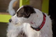 Der Hund - Des Menschen bester Freund – Der Hund - Des Menschen bester Freund (2016)