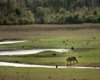 Wildes Indien – Tadoba-Nationalpark, Maharashtra, Indien: Ein Tiger, der über kurzes, grünes Gras zu einem Bach hinunterläuft.