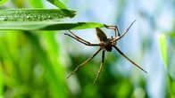 Planet der Liebe – Männliche Jagdspinnen haben eine besondere Taktik, um ihre Weibchen von sich zu überzeugen - sie präsentieren ein Brautgeschenk.