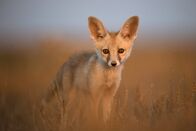 Wildes Indien – Gir-Nationalpark, Gujarat, Indien: Nahaufnahme eines Wüstenfuchses, der in die Kamera schaut.