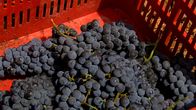 Große Erfindungen – Roter Wein in der Ernte Box