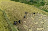 Unsere Kontinente – Die ganze Familie hilft bei der Ernte auf den Reisterrassen.