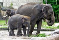 Zoo-Babies – Mi, 12.11., 11:55 Uhr
