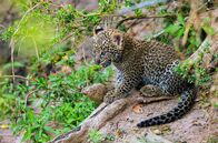 Die Leopardin – Ein rund ein Monat altes Leopardenjunges: Die Jungen werden in den ersten Wochen gut versteckt und manchmal tagelang allein gelassen, wenn die Mutter auf Jagd ist.