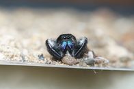 One Strange Rock – A Phidippus Regius Spider amongst the stones in Farm Studios - animals feature throughout the series to represent the biodiversity of life on Earth.