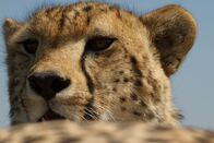 Im Schatten der Großkatzen – Portrait of a cheetah. (Earth Touch)