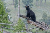 Yellowstone - Park der Extreme – Das Leben im Yellowstone Nationalpark wird durch die Jahreszeiten geregelt.