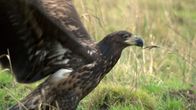 Seeadler hautnah – Dieser Seeadler soll wieder ausgewildert werden. (Weitere Bilder auf Anfrage)