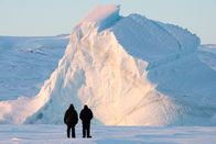 Polarwölfe – Nur wenige Tiere überleben die kalten Temperaturen des arktischen Winters - die Moschusochsen zählen dazu.