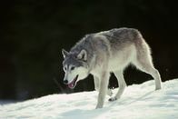 Hunter Hunted – Gray Wolf.