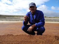 GEO Reportage – Rooibos und Südafrika sind untrennbar. Der weltweit begehrte Tee wächst nur hier.