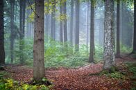 Unsere Wälder - Nonstop – Stockfotografie Herbstlandschaft im Wald