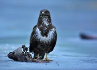 Universum: Die Donau - Lebensader Europas – Bussard in der Puszta.