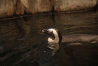 Das Atlanta-Aquarium – Brillenpinguin