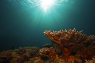 Das Große Barriere Riff – Das Great Barrier Riff wird auch als das siebte Weltwunder der Natur bezeichnet: