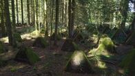 Lost Places – In der Eifel, an der Grenze zu Belgien, führt eine Linie aus "Drachenzähnen" mitten durch den Wald. Es sind die Panzersperren des Westwalls.