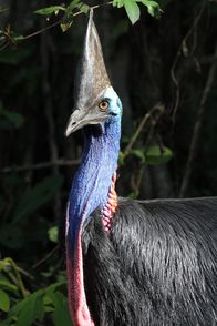 Australien – Der Helmkasuar gehört zu den größten Vögeln der Welt. Er lebt gut versteckt in den tropischen Wäldern im Nordosten Australiens.