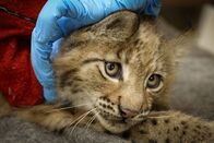 Einstein – Junger Luchs bei einer Behandlung, bevor er ausgewildert wird.