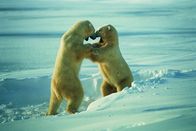 Die Zaubertricks der Tiere – Polar bears. (National Geographic Creative)