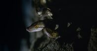 Die gruseligsten Tiere: Fakt oder Fiktion? – Java, Indonesien - Python auf einer Höhlenwand (Love Productions USA/Myke Clarkson)