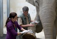 Tierärztin Dr. Mertens – Susanne Mertens (Elisabeth Lanz, l.) untersucht gemeinsam mit Tierpfleger Lutz (Michael Tempelhof, r.) den entzündeten Fuß der alten Elefantendame Don Chung. Dem Tier geht es trotz einer Behandlung mit Antibiotika nicht besser. Sie wiegt zuviel und bewegt sich zu wenig.