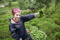 Re: – Semra Mert bei der Tee-Ernte