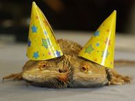Tierische Freaks – Mi, 19.08., 03:55 Uhr