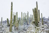 Unser grüner Planet – Gelegentlich müssen Saguaro-Kakteen sogar Schneefällen trotzen, wie hier in der Sonora-Wüste.