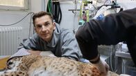 pur+ – Moderator Eric Mayer ist bei der medizinischen Untersuchung des Luchses Nero im Zoo Karlsruhe dabei. Der noch junge Luchs soll ausgewildert werden. Dafür muss er aber gesund sein und wird daher untersucht.