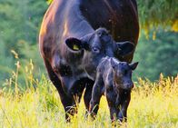 Netz Natur – NETZ NATUR Kuh-Schweiz? Im Schutz der Mutter: Kühe verteidigen ihre neugeborenen Kälber