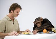 Experiment Verwandtschaft – Gemeinsames Mittagsmahl von Schimpansenweibchen Sina und Wissenschaftler Oliver Sandrock - hier prallen die "Tischsitten" der beiden Spezies aufeinander.