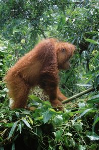 Naturparadiese am Äquator – Nur auf Borneo und Sumatra leben Orang-Utans.