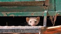 Anna und der wilde Wald – Steinmarder "Seppi" ist unter den Bauwagen gezogen. Im Unterschied zu den verwandten Baummardern haben Steinmarder eine hellere Nase und helleres Fell.