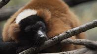 Bronx Zoo - Tierpark der Superlative – Red Ruffed Lemur - Indoor Enclosure