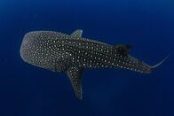 Wilde Schätze des Äquators – A whale shark in the deep blue ocean showing off its unique spot patterns.