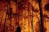 Unter Bäumen – Der Eukalyptuswald in Flammen ist ein alarmierendes Bild, das die Realität der häufigen Waldbrände in Australien widerspiegelt.