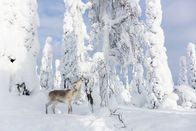 Ailos Reise – Ailo sucht inmitten der eisigen Tundra nach Nahrung. Doch die karge Landschaft hat kaum etwas Essbares zu bieten.
